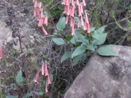 Phygelius aequalis at home in nature